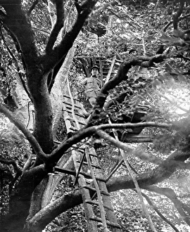 A French observation post mounted up a tree A French observation post mounted up a tree