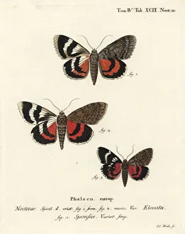 French red underwing and dark crimson underwing variety French red underwing and dark crimson underwing variety