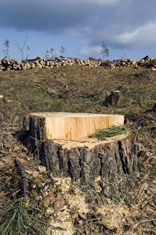 Fresh Pine-tree Stump - stacked pine logs left Fresh Pine-tree Stump - stacked pine logs left