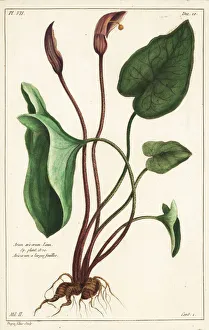 Friar's cowl or larus, Arisarum vulgare Friar's cowl or larus, Arisarum vulgare