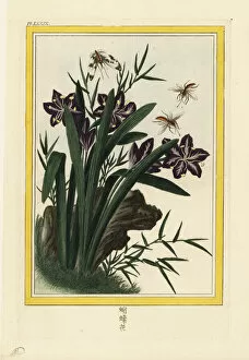 Fringed iris or shaga, Iris japonica