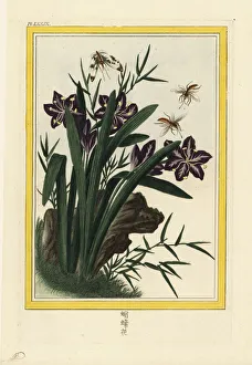 Fringed iris or shaga, Iris japonica Fringed iris or shaga, Iris japonica
