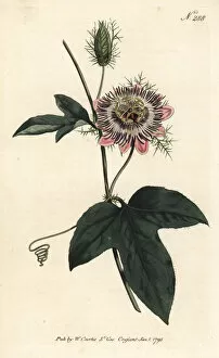 Sansom Gallery: Fringed-leaved passionflower, Passiflora ciliata