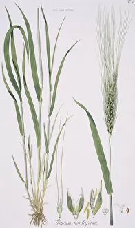 Monocot Gallery: Friticum hordeiforme, wheat