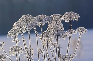 Frost - ice crystals formed on dry grasses - severe Frost - ice crystals formed on dry grasses - severe