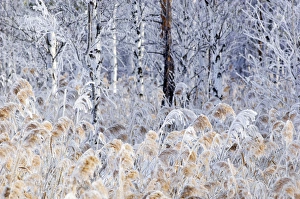 Frost - ice crystals formed on dry reeds and branches Frost - ice crystals formed on dry reeds and branches