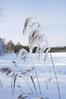 Frost - ice crystals formed on dry reeds - early Frost - ice crystals formed on dry reeds - early