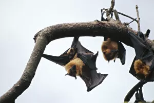 Roost Gallery: Fruit Bats / Common Flying / Large Flying Fox