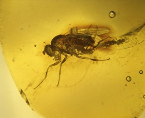 Fruit fly in Dominican amber Fruit fly in Dominican amber