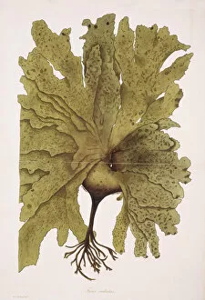 Algae Gallery: Fucus radiatus, kelp