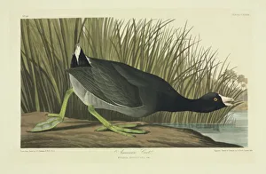 Fulica americana, American coot Fulica americana, American coot