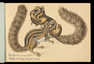 Funambulus sp.; Palm squirrels carrying young Funambulus sp.; Palm squirrels carrying young