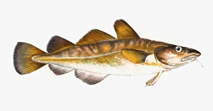 Gadus callarias, Baltic or Variable Cod Gadus callarias, Baltic or Variable Cod