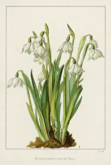Pla Nts Gallery: Galanthus Cluster