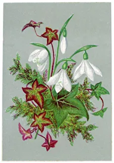 <b class=qtipBold><figcaption>Galanthus & Ivy</figcaption></b><br>SNOWDROPS intertwined with Ivy and other foliage in a decorative manner<br><em>© Mary Evans Picture Library</em> Galanthus & Ivy