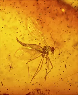 Fragile Gallery: Gall midge in Baltic amber