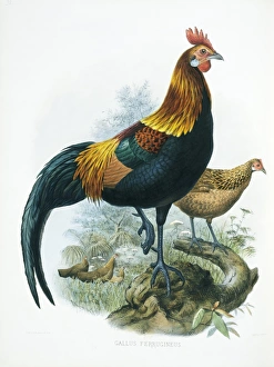 Gallus gallus, red junglefowl Gallus gallus, red junglefowl