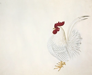 <b class=qtipBold><figcaption>Gallus gallus, red junglefowl</figcaption></b><br>Large Series plate 39, a watercolour from the John Reeves Collection of Zoological Drawings from Canton, China. Date:<br><em>© Mary Evans / Natural History Museum</em> Gallus gallus, red junglefowl