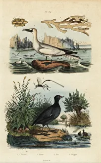 Fries Gallery: Gannet, coot, seaweed and wasp
