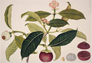 <b class=qtipBold><figcaption>Garcinia mangostana, mangosteen</figcaption></b><br>Plate 648 from the Fleming Indian Drawings Collection, c. 1795-1805. Held in the Botany Library at the Natural History Museum, London. Date:<br><em>© Mary Evans / Natural History Museum</em> Garcinia mangostana, mangosteen