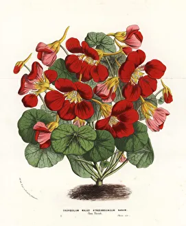 Thumb Gallery: Garden nasturtium variety, Tom Thumb, Tropaeolum majus