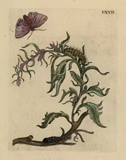Garden orache with moth