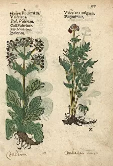 Garden valerian, Valeriana officinalis