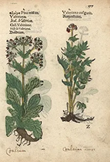 Garden valerian, Valeriana officinalis Garden valerian, Valeriana officinalis