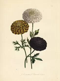 Humphreys Gallery: Garden varieties of the Persian buttercup