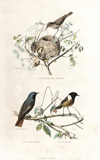 Garden warbler, redstart and European stonechat Garden warbler, redstart and European stonechat