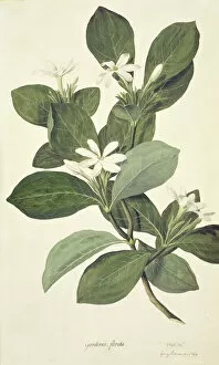 Magnoliophyta Gallery: Gardenia taitensis, Tahitian gardenia