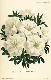 Gardeniaeflora azalea, Rhododendron indicum