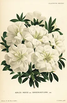 Gardeniaeflora azalea, Rhododendron indicum Gardeniaeflora azalea, Rhododendron indicum