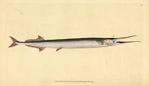 Garfish or sea needle, Belone belone Garfish or sea needle, Belone belone