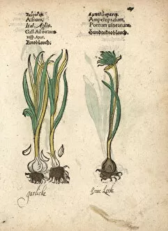 Allium Gallery: Garlic, Allium sativum, and wild garlic, Allium vineale