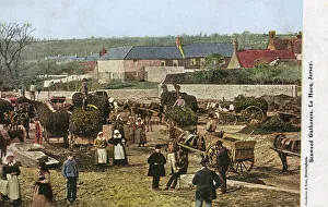 Gathering Seaweed at Le Hocq, Jersey, Channel Islands Gathering Seaweed at Le Hocq, Jersey, Channel Islands