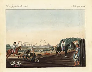 Gauchos butchering cattle at a slaughterhouse Gauchos butchering cattle at a slaughterhouse