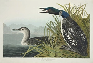 Gavia immer, great-northern diver Gavia immer, great-northern diver