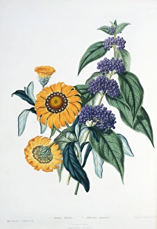 Gazania splendens, gazania and Callicarpa purpurea, purple b Gazania splendens, gazania and Callicarpa purpurea, purple b
