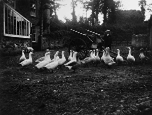Geese at Bolingey, near Perranporth, Cornwall Geese at Bolingey, near Perranporth, Cornwall