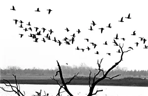 Rutland Gallery: 