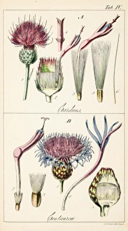 Genera Carduus ( true thistle ) and Centaurea Genera Carduus ( true thistle ) and Centaurea