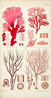 <b class=qtipBold><figcaption>Four genera of sea-weed</figcaption></b><br>Four genera of sea-weed. Engraving by James Peterkin, from William Henry Harvey, A manual of British marine algae. Date: 1849<br><em>© The John Innes Centre/The John Innes Foundation/Mary Evans</em> Four genera of sea-weed