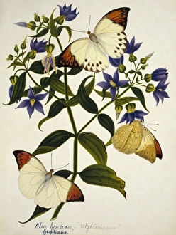 <b class=qtipBold><figcaption>Gentiana sp., blue gentian</figcaption></b><br>Plate 63 by Margaret Bushby Lascelles Cockburn (1829-1928). Held at the Natural History Museum, London. Date:<br><em>© Mary Evans / Natural History Museum</em> Gentiana sp., blue gentian