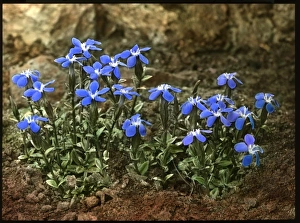 <b class=qtipBold><figcaption>Gentiana Verna (Spring Gentian)</figcaption></b><br>Gentiana Verna (Spring Gentian), a perennial plant of the Gentianaceae family. The flowers are a vivid blue.<br><em>© Mary Evans/Reginald A. Malby & Co. Collection</em> Gentiana Verna (Spring Gentian)