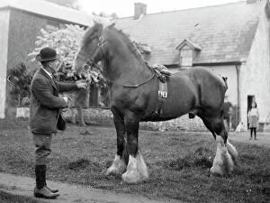 Shire Gallery: Gentleman with shire horse, Mid Wales