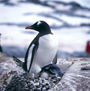 Gentoo Gallery: Gentoo Penguin and Young