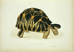 Geochelone radiata, radiated tortoise Geochelone radiata, radiated tortoise