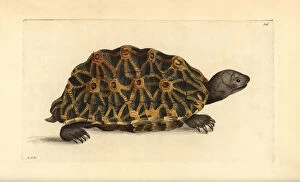 Geometric tortoise, Psammobates geometrica Endangered