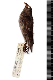Bunting And American Sparrows Gallery: Small Ground Finch Collection